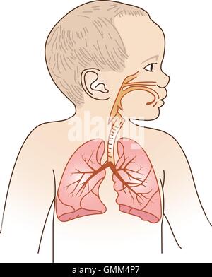 Système respiratoire de l'enfant Illustration de Vecteur