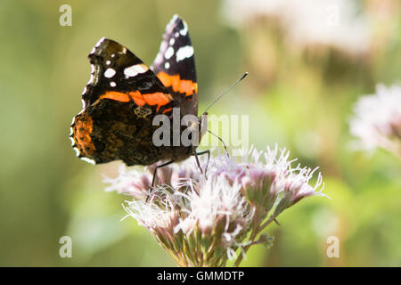 Papillon vulcain (Vanessa atalanta) sur l'alimentation-chanvre (Eupatorium cannabinum) agrimony, montrant l'orange et blanc Banque D'Images