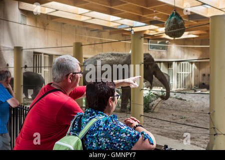 Les visiteurs à la recherche des éléphants asiatiques à l'Asiatique / éléphant (Elephas maximus) à l'intérieur de l'enclos au zoo de Planckendael, Belgique Banque D'Images