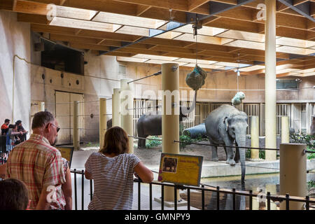 Les visiteurs à la recherche des éléphants asiatiques à l'Asiatique / éléphant (Elephas maximus) à l'intérieur de l'enclos au zoo de Planckendael, Belgique Banque D'Images