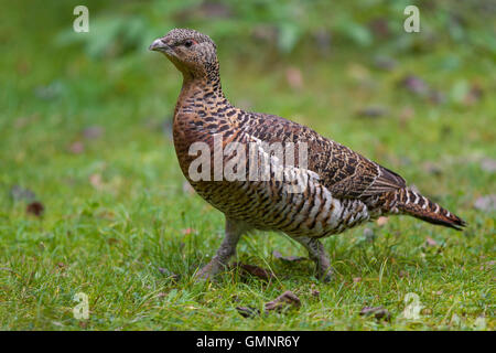 Grand Tétras (Tetrao urogallus) hen en automne Banque D'Images