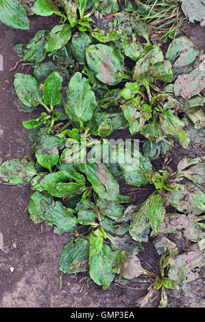 Vitraux de plantain et tachetée de boue de vol sous les roues des voitures qui passent à côté de la revendication road. Banque D'Images