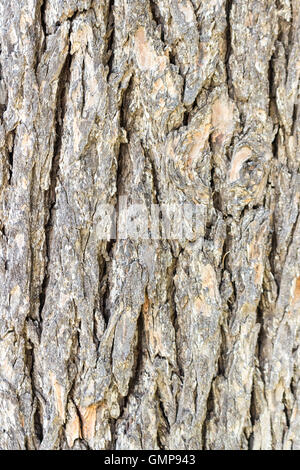 La texture (arrière-plan) shot de Brown l'écorce des arbres, en remplissant le cadre. Banque D'Images