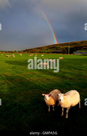 Les moutons et rainbow à Ardara, comté de Donegal, Irlande Banque D'Images