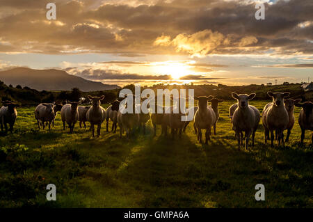 Moutons dans un champ avec un coucher de soleil à Ardara, comté de Donegal, Irlande Banque D'Images