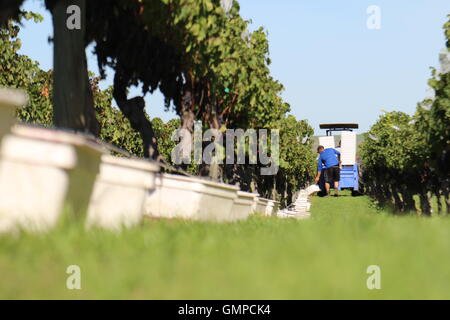 La queue aux caisses les vignes pendant la période des récoltes au Te Mata Estate Winery, Havelock North, Nouvelle-Zélande Banque D'Images