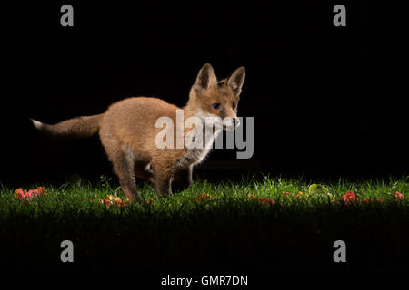 Un fox cub visiter un jardin pendant la nuit, Banque D'Images