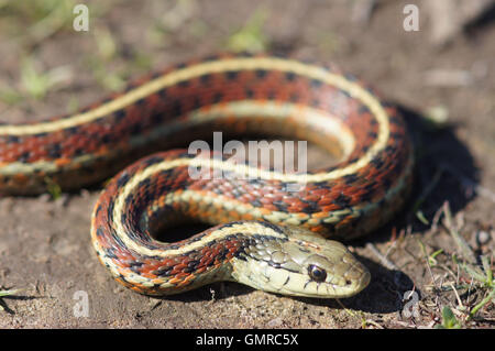 Coast (Thamnophis elegans terrestris), enroulés Banque D'Images