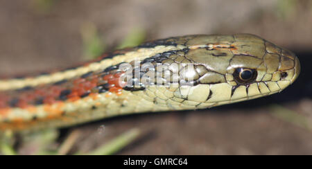 Coast (Thamnophis elegans terrestris) headshot Banque D'Images