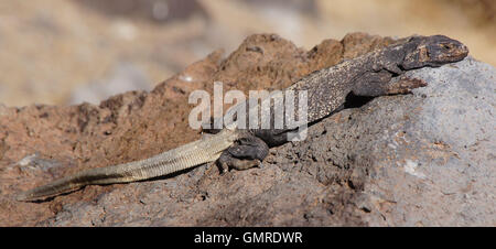 Chuckwalla (Sauromalus ater commune) camouflée sur un rocher. Banque D'Images