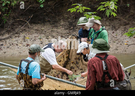Wayne, Michigan - bénévoles avec les amis de l'utilisation Rouge une seine pour mener une enquête sur la partie inférieure du Poisson Rouge River. Banque D'Images