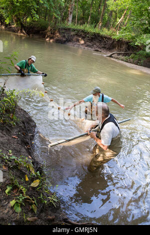 Wayne, Michigan - bénévoles avec les amis de l'utilisation Rouge une seine pour mener une enquête sur la partie inférieure du Poisson Rouge River. Banque D'Images