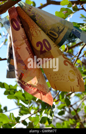 Fleur d'argent sur l'argent tree concept close up side view of South African Rand ZAR monnaie de plus en plus d'argent sur les arbres Banque D'Images