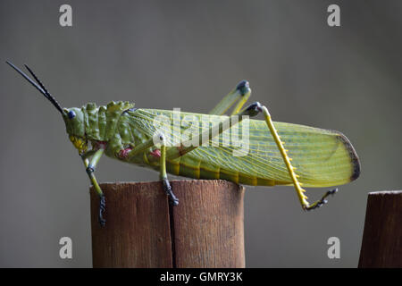 L'asclépiade vert ou criquet sauterelle bush africain est un grand ailé vert et rouge sauterelle Phymateus viridipes toxiques Banque D'Images