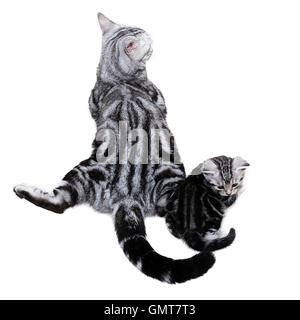 American Shorthair cat family. Maman chat avec chaton Banque D'Images