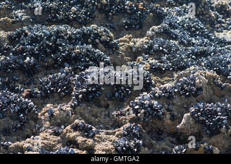 Colonie de moules de mer fruits de mer crustacés sauvages alimentaires comestibles shell beach ocean fresh filtre alimentaire marée Banque D'Images