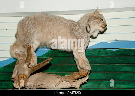 Lynx (Taxidermie) Banque D'Images