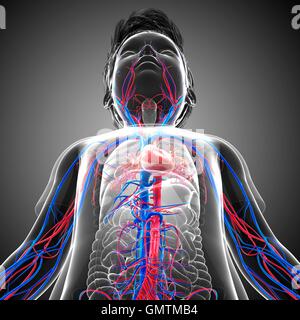 Illustration d'un cœur de l'enfant et le système circulatoire. Banque D'Images
