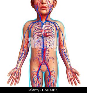 Illustration d'un cœur de l'enfant et le système circulatoire. Banque D'Images