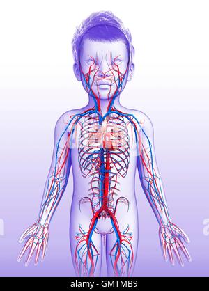 Illustration d'un cœur de l'enfant et le système circulatoire. Banque D'Images