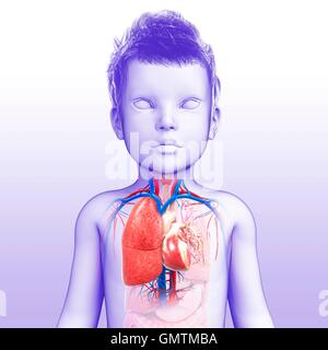 Illustration d'un enfant de cœur-poumons système respiratoire. Banque D'Images