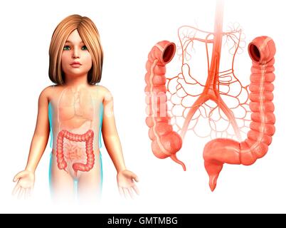 Illustration de l'approvisionnement en sang et l'anatomie des parties d'un gros intestin de l'enfant. Banque D'Images