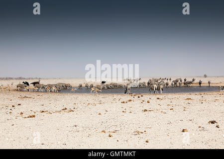 Autruches, zèbres et springboks à trou d'eau au Parc National d'Etosha, Namibie Banque D'Images