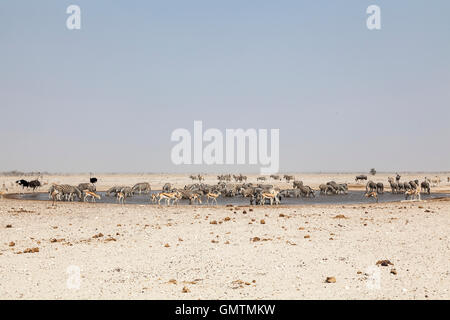 Des zèbres, des autruches et des springboks au waterhole, Etosha National Park, Namibie Banque D'Images