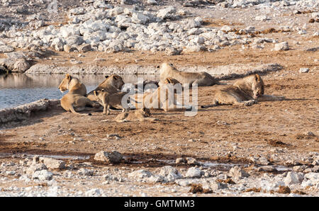 Troupe de lions avec des petits à l'eau dans le parc national d'Etosha, Namibie Banque D'Images