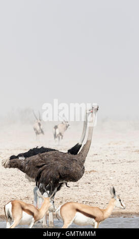 Paire d'autruches et les springboks au waterhole, Etosha National Park, Namibie Banque D'Images