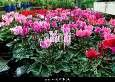 La culture du cyclamen dans un centre de jardinage Banque D'Images