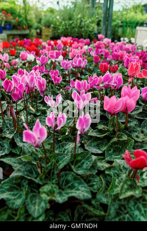 La culture du cyclamen dans un centre de jardinage Banque D'Images