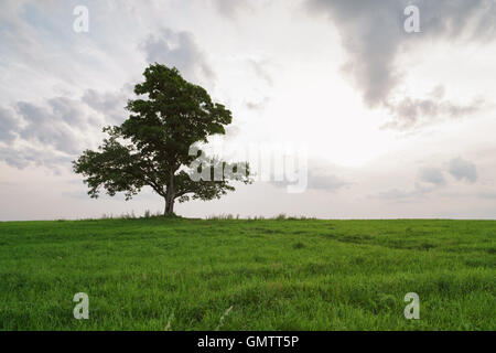 Le chêne et l'érable croître ensemble sur champ vert au coucher du soleil Banque D'Images