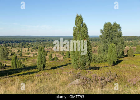 Vue depuis le mont Wilsede, Lueneburg Heath, Basse-Saxe, Allemagne Banque D'Images