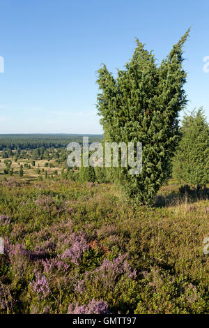 Vue depuis le mont Wilsede, Lueneburg Heath, Basse-Saxe, Allemagne Banque D'Images