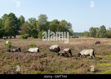 L'allemand Heath à Lueneburg Heath près de Wilsede, Basse-Saxe, Allemagne Banque D'Images