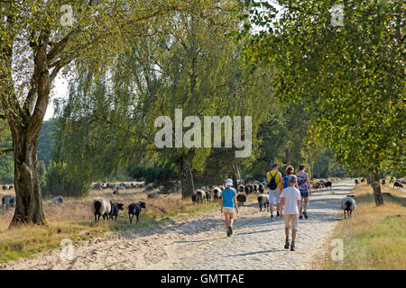 L'allemand Heath à Lueneburg Heath près de Wilsede, Basse-Saxe, Allemagne Banque D'Images