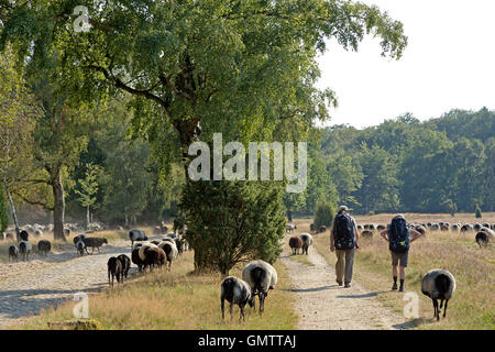 L'allemand Heath à Lueneburg Heath près de Wilsede, Basse-Saxe, Allemagne Banque D'Images