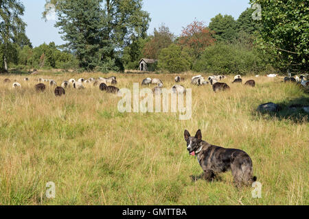 Berger, Lueneburg Heath près de Wilsede, Basse-Saxe, Allemagne Banque D'Images