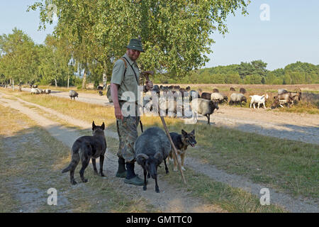 Juergen Berger Funck avec son berger et de son troupeau de l'Allemand Heath à Lueneburg Heath près de Wilsede, Basse-Saxe, Allemagne Banque D'Images