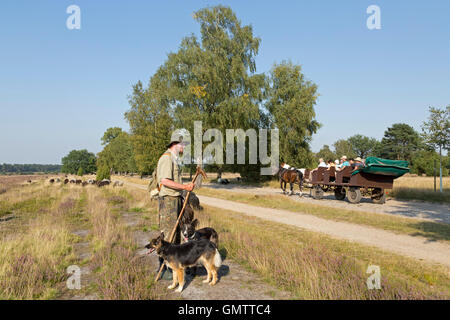 Juergen Berger Funck avec son berger et de son troupeau de l'Allemand Heath à Lueneburg Heath près de Wilsede, Basse-Saxe, Allemagne Banque D'Images