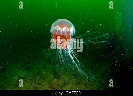Méduse à crinière de lion, Cyanea capillata, sous-marin, à l'ouest de l'Écosse. Banque D'Images