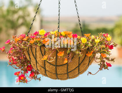 Jolie suspension avec du jaune, orange et rouge des fleurs. Une piscine peut être vu derrière le panier. Banque D'Images