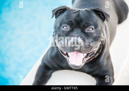 Heureux, souriant Staffordshire Bull Terrier chien couché à côté d'une piscine extérieure. Il est à la recherche jusqu'à l'appareil photo. Banque D'Images