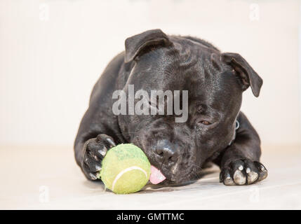 Portrait d'un Staffordshire Bull Terrier chien couché à l'extérieur sur la pierre blanche. Il a une balle de tennis dans sa bouche. Il est maintenant Banque D'Images