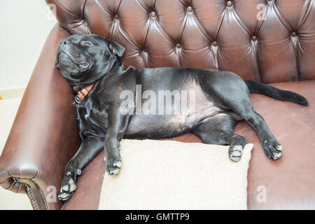 Staffordshire Bull Terrier chien dormir sur un canapé en cuir brun avec un coussin en face de lui. Sa tête repose sur la corne Banque D'Images