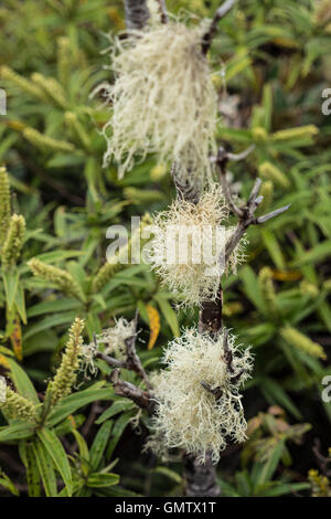 L'ampleur chez les lichens, des brindilles d'arbres Manganui Gorge, Taranaki, île du Nord, en Nouvelle-Zélande. Banque D'Images