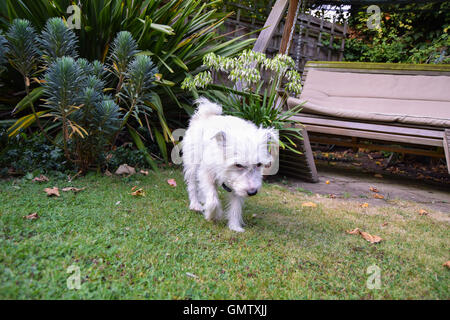 Petit, blanc, mignon pedigree Parson Jack Russell Terrier en marche, reniflant et creuser dans un jardin britannique à intéressé Banque D'Images