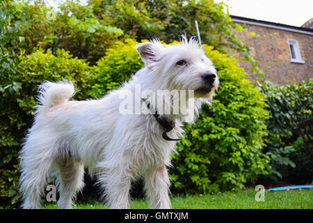 Petit, blanc, mignon pedigree Parson Jack Russell Terrier en marche, reniflant et creuser dans un jardin britannique à intéressé Banque D'Images