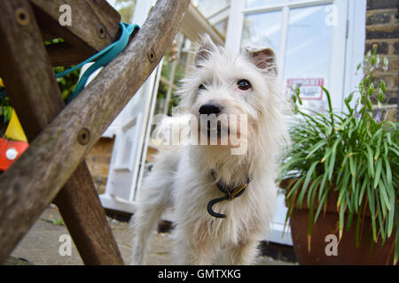 Petit, blanc, mignon pedigree Parson Jack Russell Terrier à la recherche d'appareil photo dans un jardin britannique à intéressé Banque D'Images